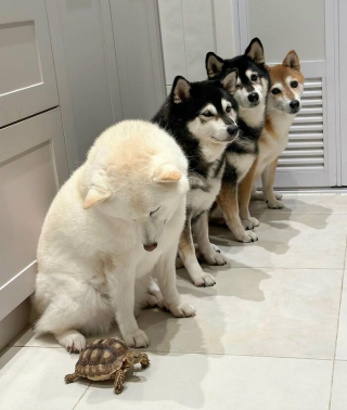 Illustration of the article: 12 photos of dogs that are sure to make you smile