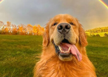 12 dog photos that are sure to make you smile