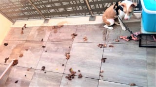 Illustration of the article: In Perpignan (66), firefighters deploy a basket to save a dog left tied up for several days on an unsanitary balcony