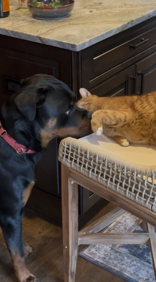 Illustration of the article: To easily vaccinate this Rottweiler terrified of syringes, veterinarians exploit his love for cats by inviting one (video)