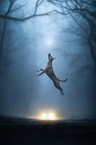Illustration of the article: 18 finalist photos from the International Pet Photography Awards that prove that our pets are unique