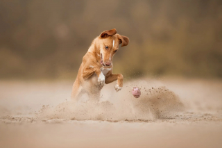 Illustration of the article: 18 finalist photos from the International Pet Photography Awards that prove that our pets are unique