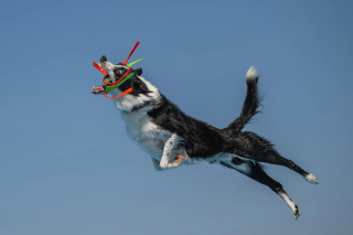 Illustration of the article: 18 finalist photos from the International Pet Photography Awards that prove that our pets are unique