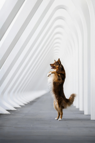 Illustration of the article: 18 finalist photos from the International Pet Photography Awards that prove that our pets are unique