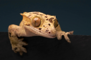 Illustration of the article: 18 finalist photos from the International Pet Photography Awards that prove that our pets are unique