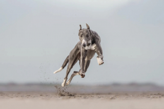 Illustration of the article: 18 finalist photos from the International Pet Photography Awards that prove that our pets are unique
