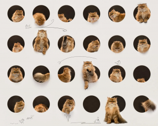 Illustration of the article: 18 finalist photos from the International Pet Photography Awards that prove that our pets are unique