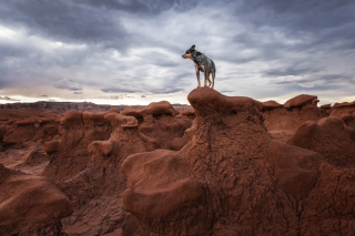 Illustration of the article: 18 finalist photos from the International Pet Photography Awards that prove that our pets are unique