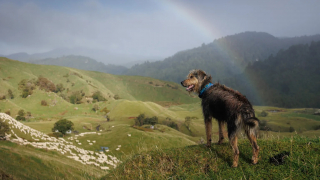 Illustration of the article: 18 finalist photos from the International Pet Photography Awards that prove that our pets are unique