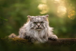 Illustration of the article: 18 finalist photos from the International Pet Photography Awards that prove that our pets are unique