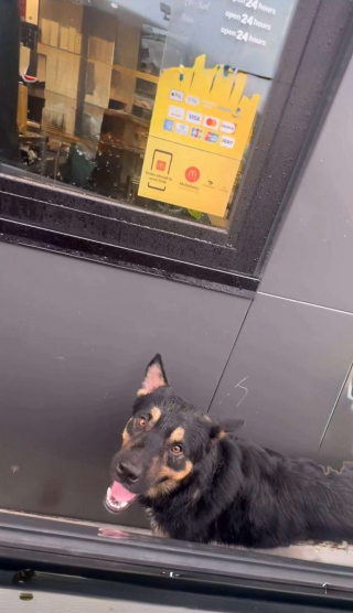 Illustration of the article: To survive, this stray dog ​​learned to beg for food from customers at a fast-food restaurant until his rescue