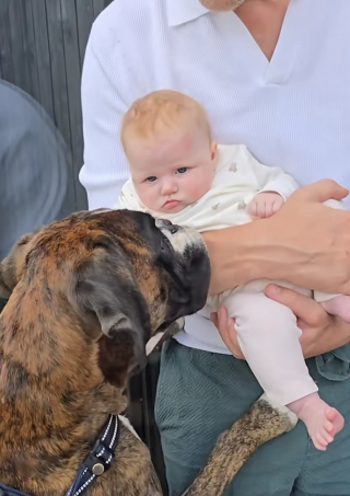 Illustration of the article: “I want to be his friend! », this Boxer is trembling with impatience at the idea of ​​meeting his family's baby (video)