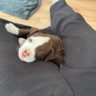 Illustration of the article: Abandoned in the darkness of a garage among the debris, this 4-week-old puppy owes his salvation to the report of a neighbor (video)