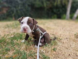 Illustration of the article: Abandoned in the darkness of a garage among the debris, this 4-week-old puppy owes his salvation to the report of a neighbor (video)