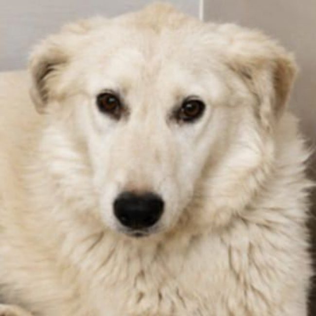 Photo of FLORA from her adoption announcement on Animaux.fr