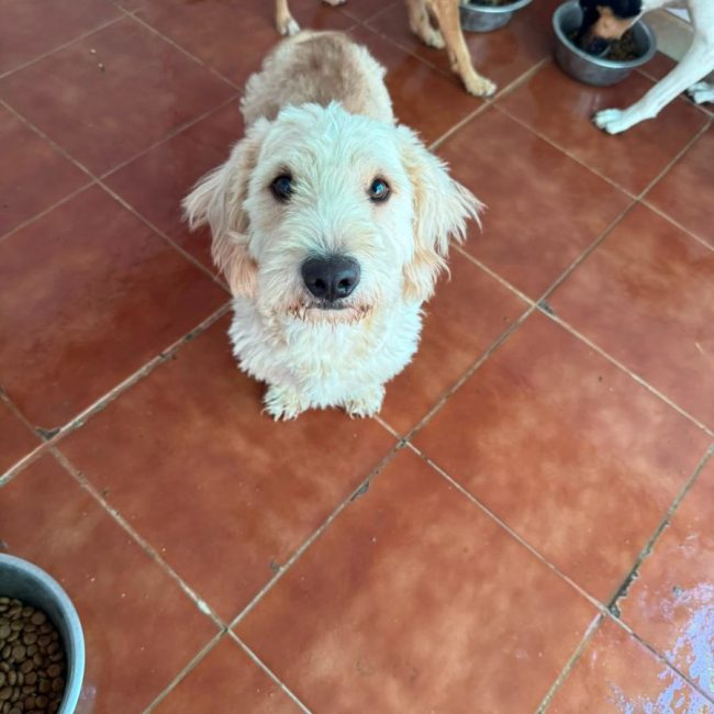 Photo of Pluto from his adoption announcement on Animaux.fr