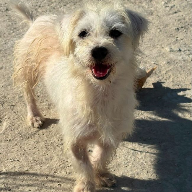 Photo of Pepe from his adoption announcement on Animaux.fr