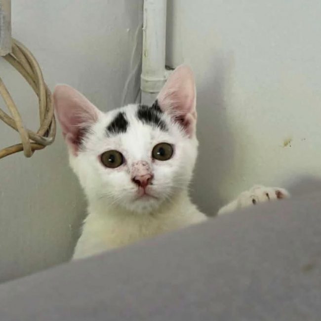 Photo of Bounty from his adoption announcement on Animaux.fr