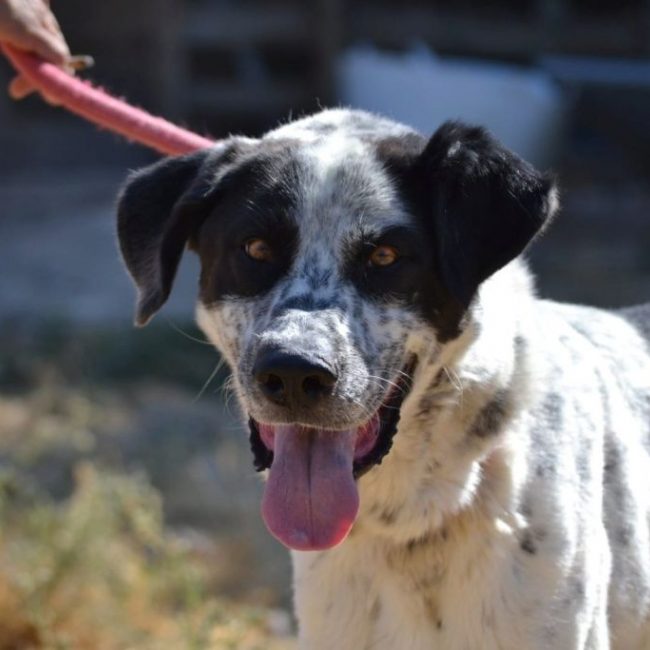 Photo of HARO from its adoption announcement on Animaux.fr
