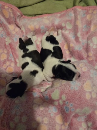 Illustration of the article: “She has 2 little cows”, a Pug cross female dog is saved from abandonment with her puppies with surprising coats
