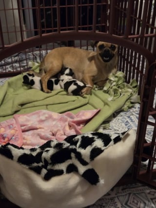 Illustration of the article: “She has 2 little cows”, a Pug cross female dog is saved from abandonment with her puppies with surprising coats
