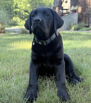 Illustration of the article: This Labrador puppy discovers his mistress's vegetable garden and decides to transform it into an all-you-can-eat buffet (video)