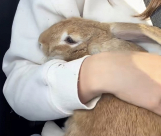 Illustration of the article: After being abandoned on the side of a road, this terrified rabbit is now safe while waiting for his family (video)