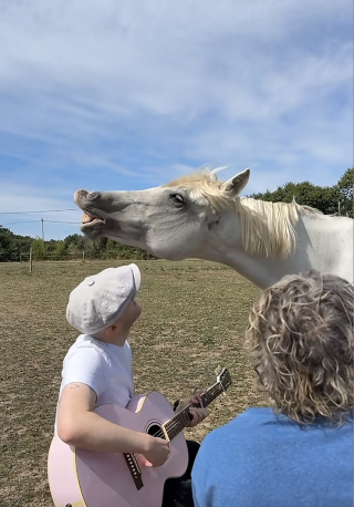Illustration of the article: “Look at that smile! », a curious horse approaches 2 musicians and relaxes while listening to their song (video)
