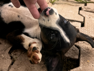 Illustration of the article: Alone at the side of a road, this little abandoned dog approaches a stranger who decides not to leave without her (video)