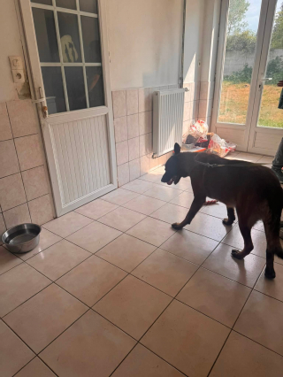Illustration of the article: A fundraiser is launched for a dog found locked in a garage and looking for a foster family