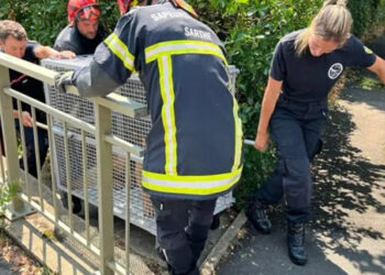 A report helps save a German Shepherd trapped in a river and reunite him with his family who were looking for him