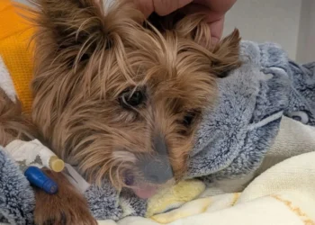 Attacked by an alligator, a 6-year-old Yorkshire girl survives a major operation and begins a long convalescence