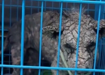 Covered in scabs from scabies, this poor street dog is finally cured and adopted permanently (video)