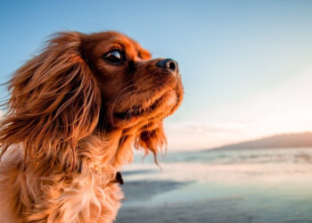 Faced with the boom in traveling with animals, European cities are becoming more and more pet-friendly