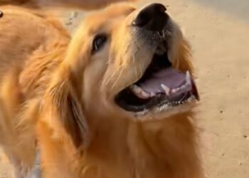 “He’s so happy”, a Golden Retriever overjoyed upon discovering the beach for the first time (video)