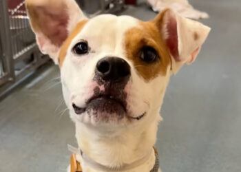 Ignored by his previous owners, this shelter dog is overflowing with joy as soon as someone notices him (video)