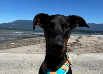 “I’m so proud of him”, after years of effort, this Doberman finally manages to overcome his fear of water (video)