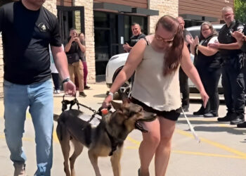Injured by a distracted motorist, this police dog leaves the clinic to applause a week after the terrible accident (video)