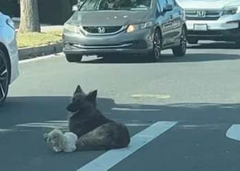 Lost in the middle of a busy road, this dog does everything possible to protect her little companion until help arrives (video)