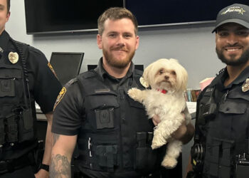 Stolen from a veterinary clinic, 3 dogs are found unharmed after the arrest of two minors