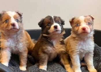 “They had been thrown from the bridge”, 4 Australian Shepherd puppies rescued after being locked in a bag then thrown into a river in Gironde (33)