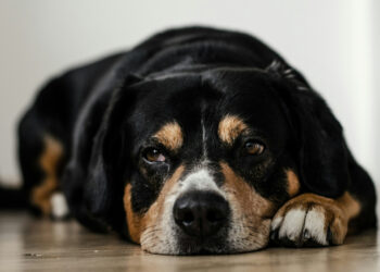 Why does your dog's belly sometimes gurgle so loudly?