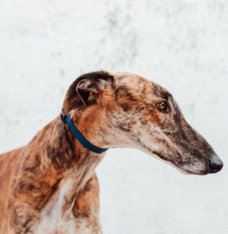Illustration of the article: Having become useless in the eyes of a hunter, this epileptic Galgo hopes to find a real family