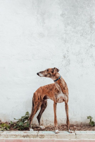 Illustration of the article: Having become useless in the eyes of a hunter, this epileptic Galgo hopes to find a real family