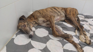 Illustration of the article: Having become useless in the eyes of a hunter, this epileptic Galgo hopes to find a real family