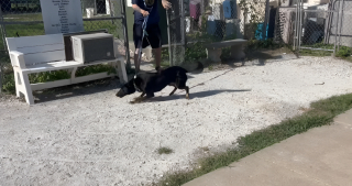 Illustration of the article: For the big clean-up of a shelter, 37 volunteers responded by welcoming the 16 dogs for a day