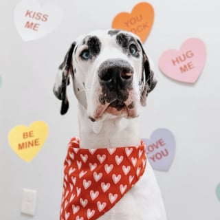 Illustration of the article: Faced with a tiny ladybug, this 70 kg Great Dane reveals all the gentleness hidden behind its impressive size (video)