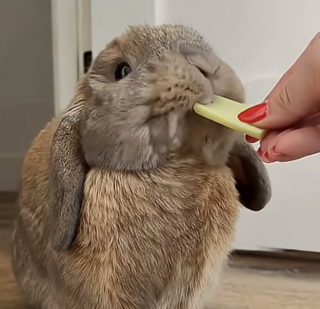 Illustration of the article: We offer him a stuffed toy to comfort him, but this rabbit seems to want to get rid of it (video)