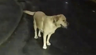 Illustration of the article: After being abandoned by his master while on the run, this Labrador leads the police to his hiding place (video)