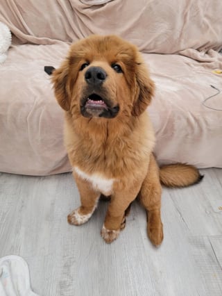 Illustration of the article: 18 photos of dogs with unforgettable and wacky smiles